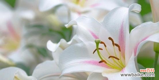 从起源到传承,从象征到寓意,一探圣诞百合的花语世界 圣诞百合——传递“祝福”的化身