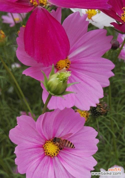 从藏传佛教到人类团结的象征 格桑花花语与寓意