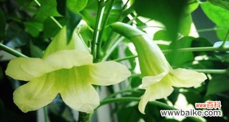 百合花 永远幸福的花语——以百合花为主题的文章