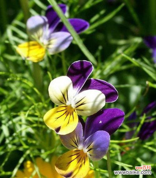 百合花 永远幸福的花语——以百合花为主题的文章