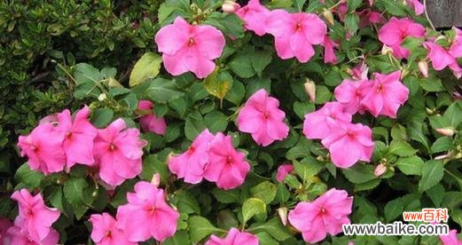 以郁金香为花语 友情长久如花开绽放