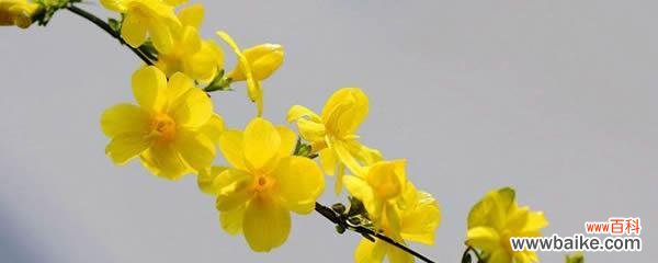 康乃馨花语的真正含义和象征意义 花语之遇见——以康乃馨为主题的花语解读