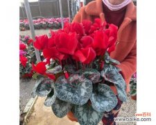 红色的兔子是什么意思 红色的兔子