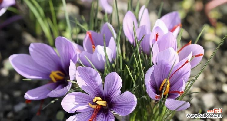 唯美的百合 珍惜的花语——以百合花为主题的文章