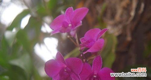 蝴蝶兰 蝴蝶兰的花语——传递爱与美的使者