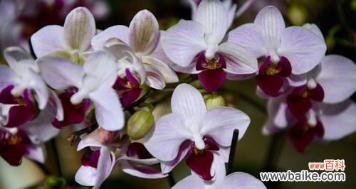 蝴蝶兰 蝴蝶兰的花语——传递爱与美的使者