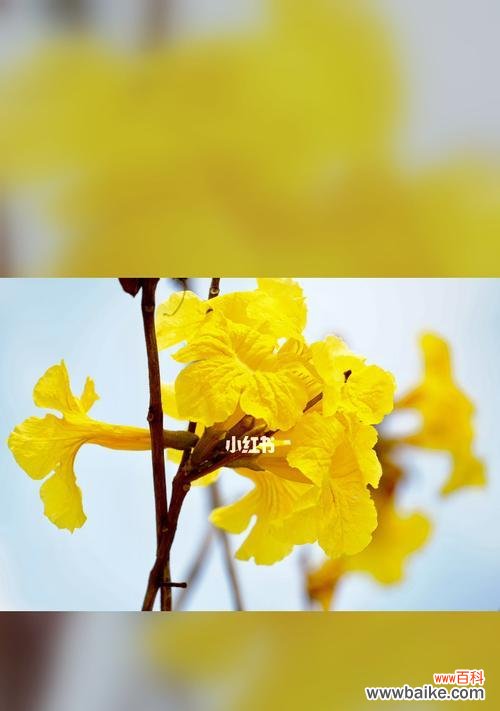 探索花朵的语言 花语之美