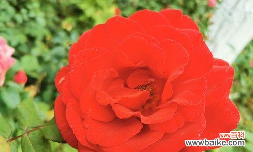 探索黄色月季花的花语 黄色月季花的花语与寓意