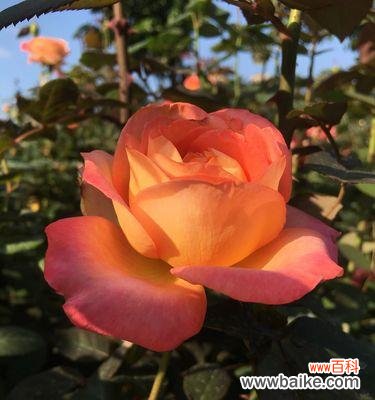 探索黄色月季花的花语 黄色月季花的花语与寓意