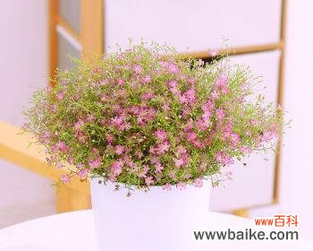 追寻自由的旅者 吉普赛满天星花语