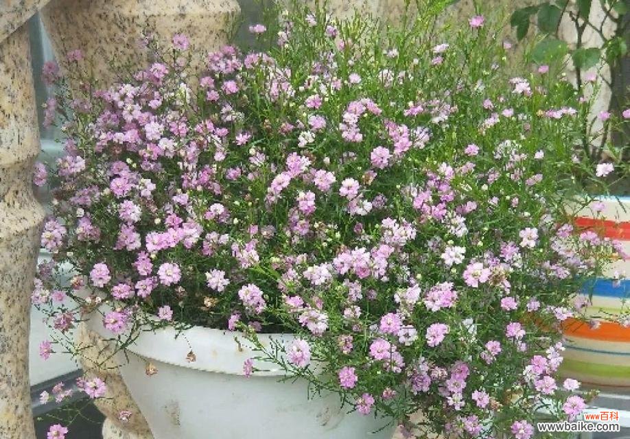 追寻自由的旅者 吉普赛满天星花语