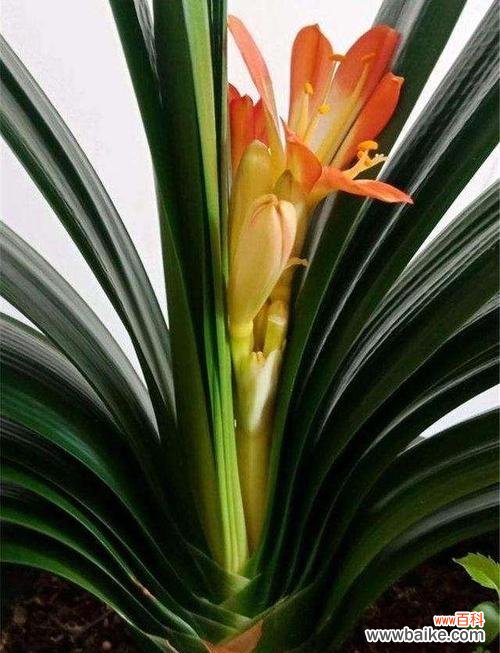 以君子兰为引 家里养君子兰,培养品格修养的秘诀