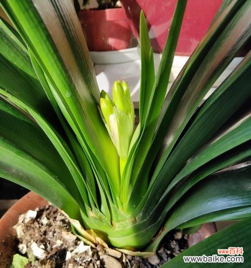 以君子兰为引 家里养君子兰,培养品格修养的秘诀