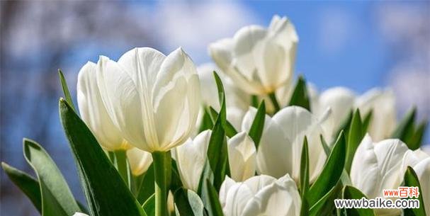 感恩的力量与人际关系的建立 以鞠谢心领的意义与实践