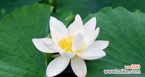 感恩的力量与人际关系的建立 以鞠谢心领的意义与实践