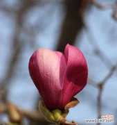 月晕中的思念与温柔 倦倚玉栏，香近语低