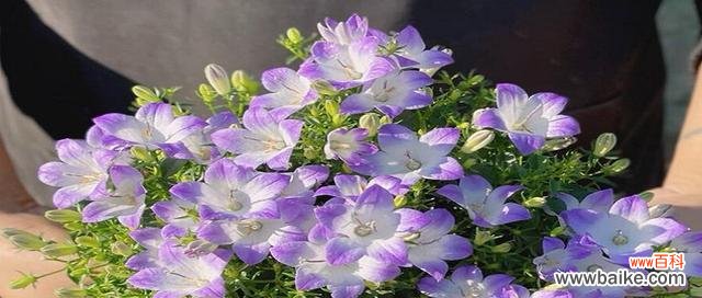 听风铃，悟心灵之美 风铃的花语