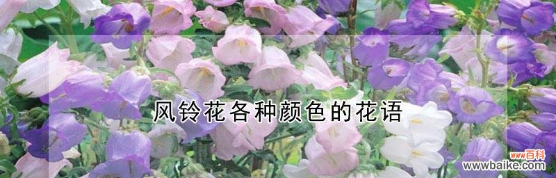 听风铃，悟心灵之美 风铃的花语