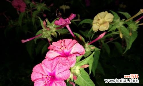 花开香满园，诉说千年之恋 夜来香，传承千年的芳香传说