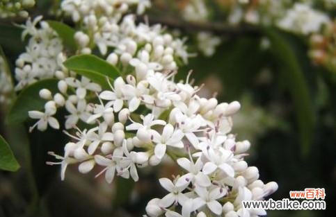 花开香满园，诉说千年之恋 夜来香，传承千年的芳香传说