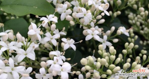 花开香满园，诉说千年之恋 夜来香，传承千年的芳香传说