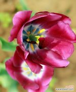 从神秘到优雅，紫色郁金香的暗示是什么？ 揭秘紫色郁金香花语的深意