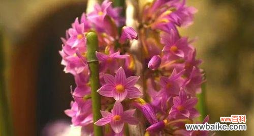 探寻沙洲蕃红花的花语与生命之美 沙洲蕃红花