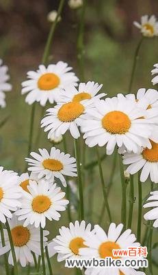 探究雏菊的8种颜色所代表的象征 不同颜色雏菊的花语与寓意