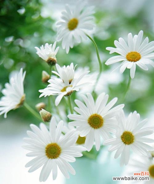 探究雏菊的8种颜色所代表的象征 不同颜色雏菊的花语与寓意