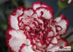 探究这朵花的世界 康乃馨——花语和寓意