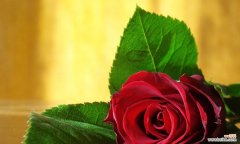 了解玫瑰花数量所代表的含义 玫瑰花语大揭秘