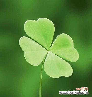 寻找幸运的象征 四叶草的花语
