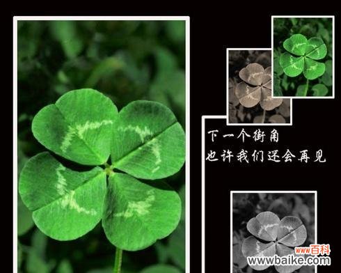 寻找幸运的象征 四叶草的花语