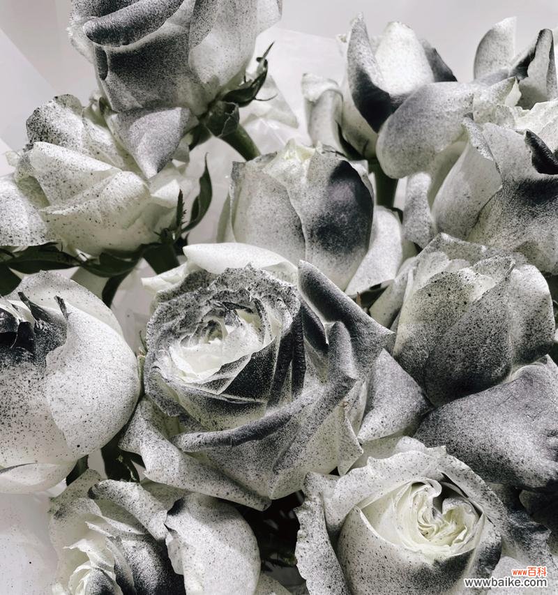 黑色浪漫的象征意义和文化价值 解析黑玫瑰花语