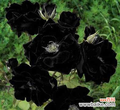 黑色浪漫的象征意义和文化价值 解析黑玫瑰花语