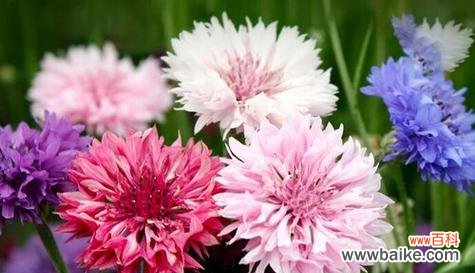 梅花盛放 重逢之花——梅花的花语