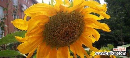 百合花传递的忠诚与承诺 忠诚之花