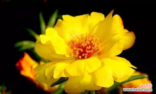 百合花传递的忠诚与承诺 忠诚之花