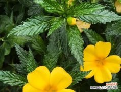 菊花花语揭示的自律之美 以菊花为象征的自律之道