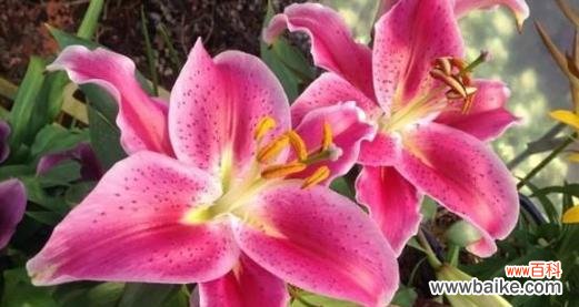 以樱花为主题的花语传递重生的希望 重生之花