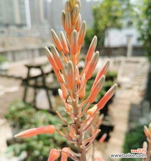 探寻芦荟花语之美 芦荟盛开的花海