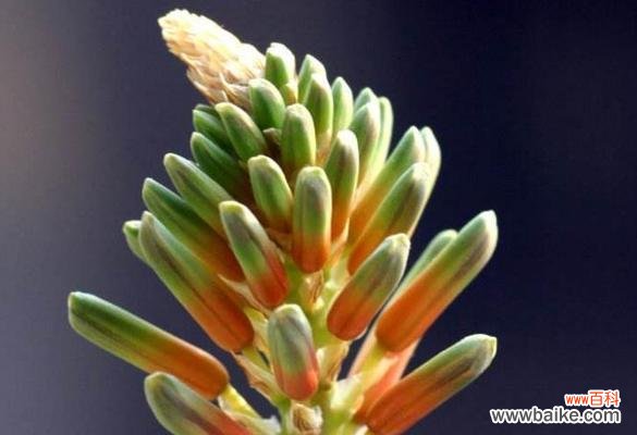 探寻芦荟花语之美 芦荟盛开的花海