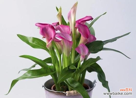 探索马蹄莲的生命之美 马蹄莲