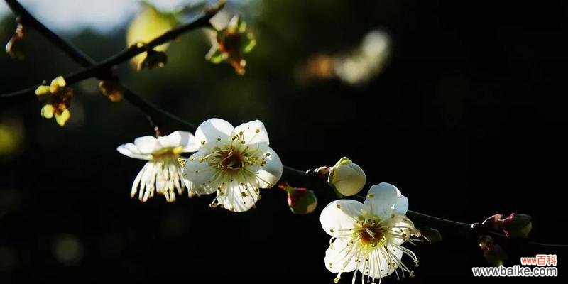傲然独立的花韵与坚韧不拔的精神 以兰花和竹子与冬梅的寓意