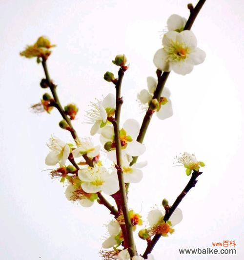 傲然独立的花韵与坚韧不拔的精神 以兰花和竹子与冬梅的寓意