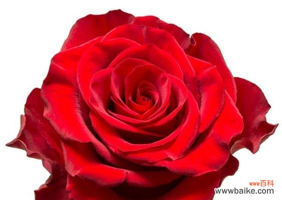 探索玫瑰花语的美丽意涵 玫瑰花语与爱情——用花语表达内心情感