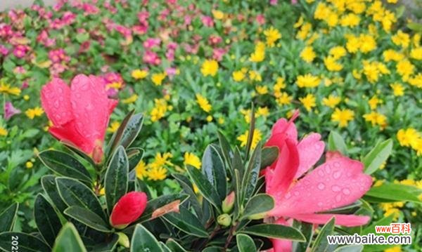 花海中的秘密 每朵花的象征意义