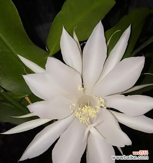 探寻大自然的秘密语言 花开花落，传递芬芳