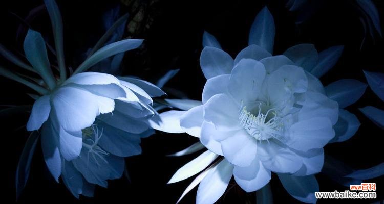 探寻大自然的秘密语言 花开花落，传递芬芳