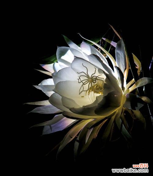 探寻大自然的秘密语言 花开花落，传递芬芳